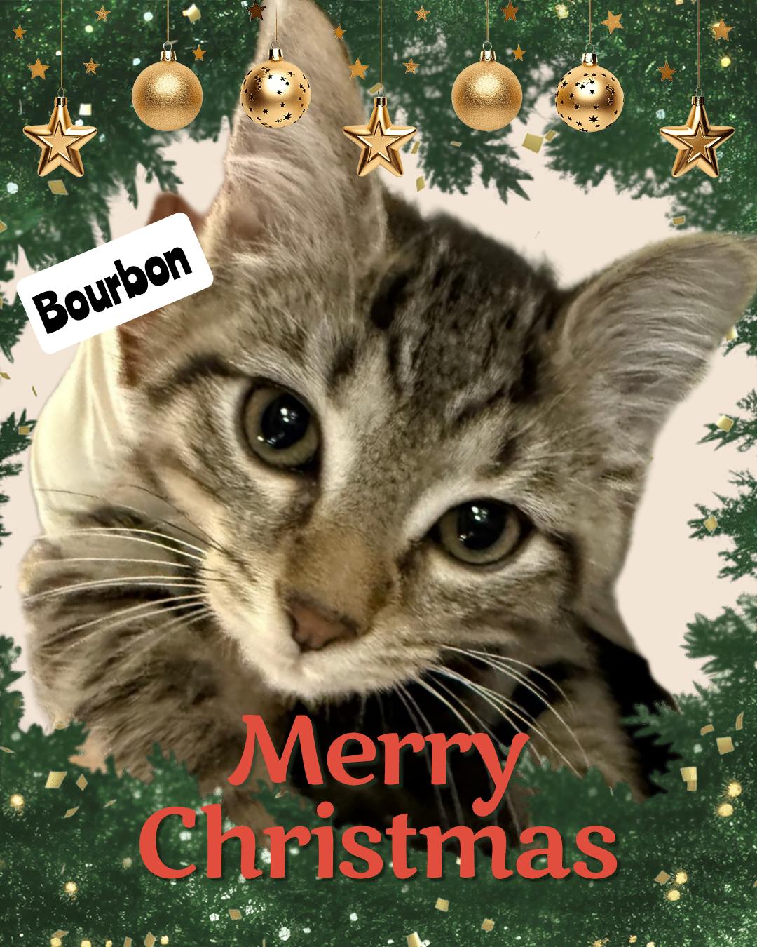 Enlarge Bourbon, a ADOPTABLE Domestic Short Hair in Morgantown, WV image 1/2