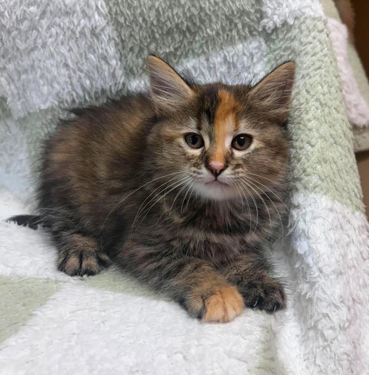 Edith, an adopted mixed breed in Maryville, MO image 3/3