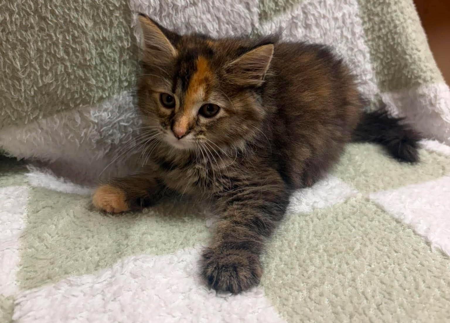 Edith, an adopted mixed breed in Maryville, MO image 2/3