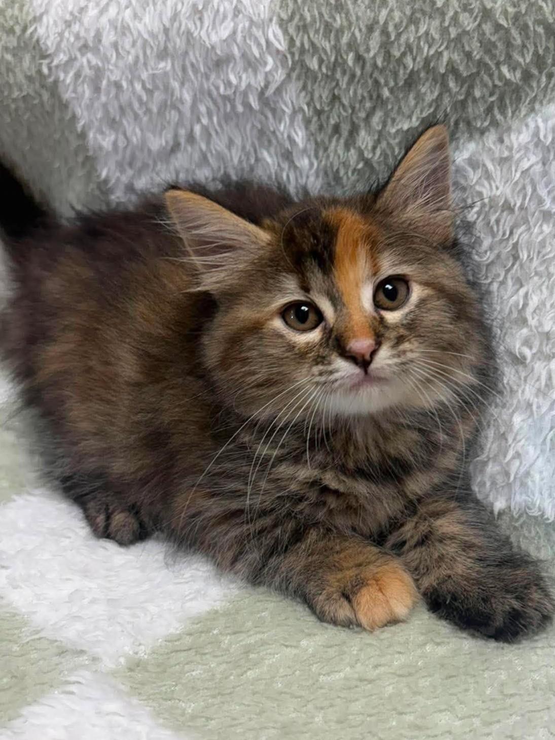 Edith, adopted, Kitten Female Domestic Short Hair.