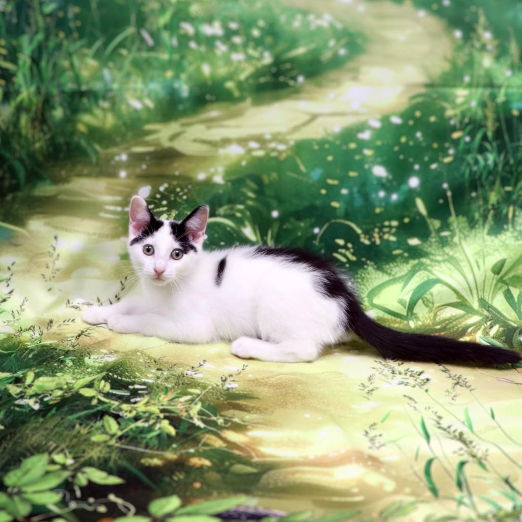 Enlarge Sunny, a Adoptable Domestic Short Hair in FAIRWAY, KS image 1/6