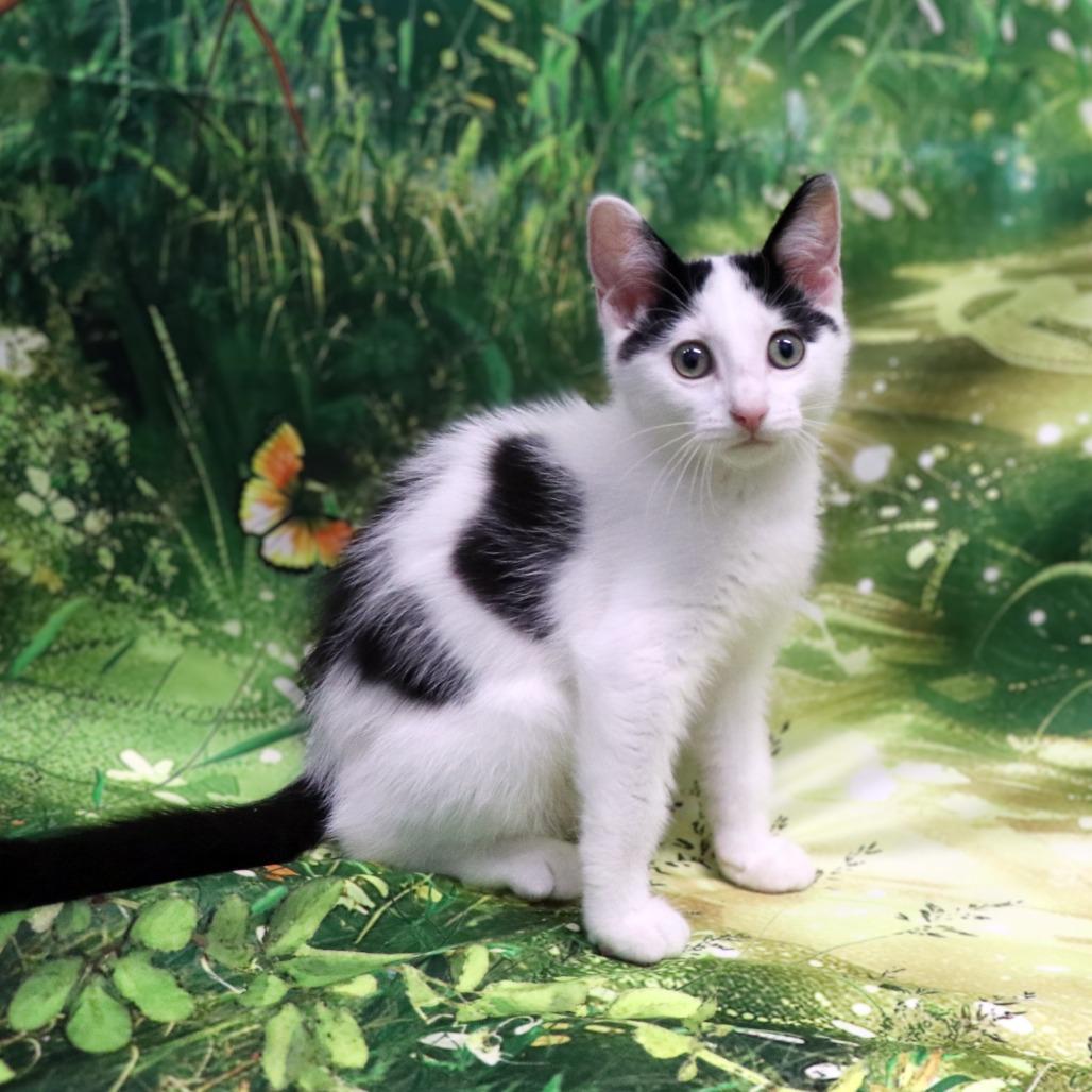 Enlarge Sunny, a Adoptable Domestic Short Hair in FAIRWAY, KS image 2/6