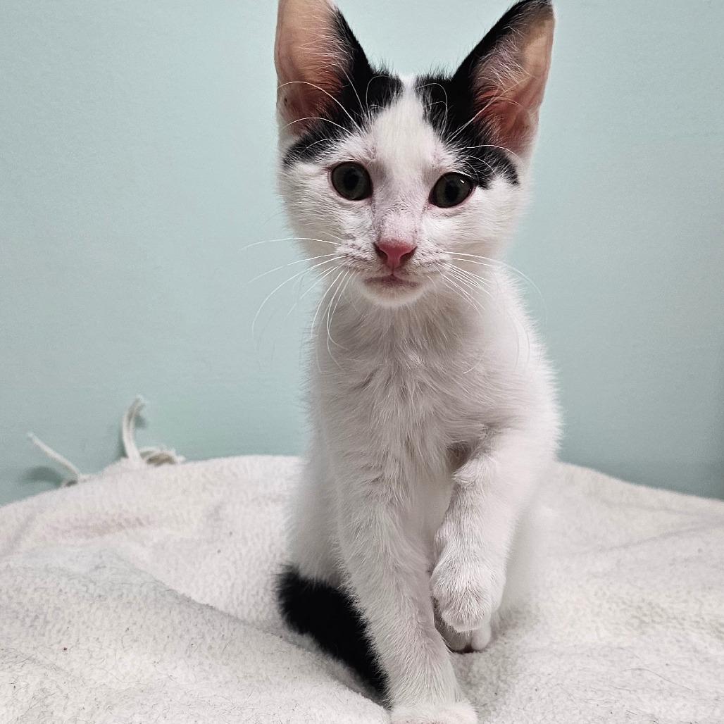 Enlarge Sunny, a Adoptable Domestic Short Hair in FAIRWAY, KS image 3/6
