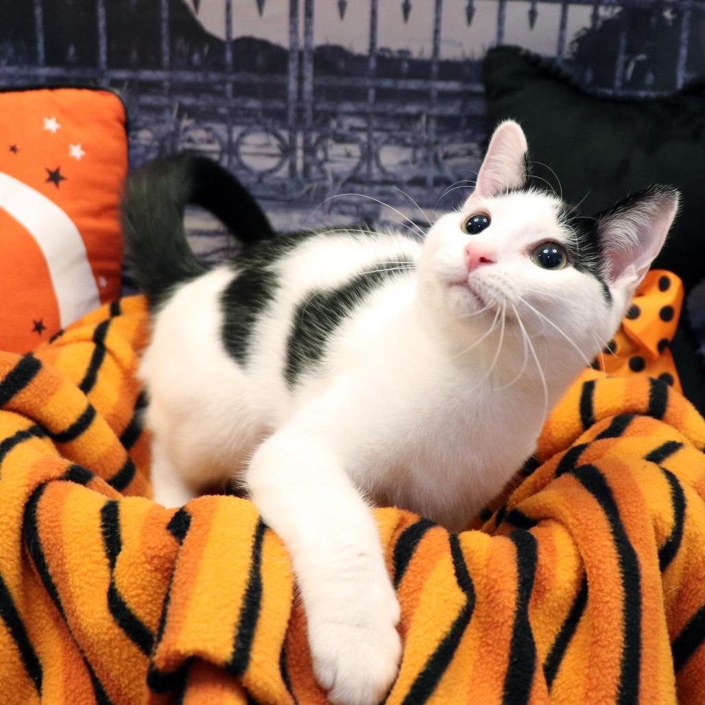 Enlarge Sunny, a Adoptable Domestic Short Hair in FAIRWAY, KS image 3/6