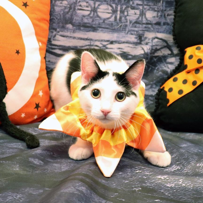 Enlarge Sunny, a Adoptable Domestic Short Hair in FAIRWAY, KS image 4/6