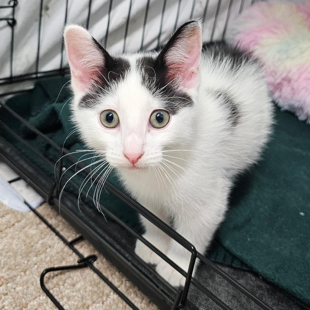 Enlarge Sunny, a Adoptable Domestic Short Hair in FAIRWAY, KS image 5/6