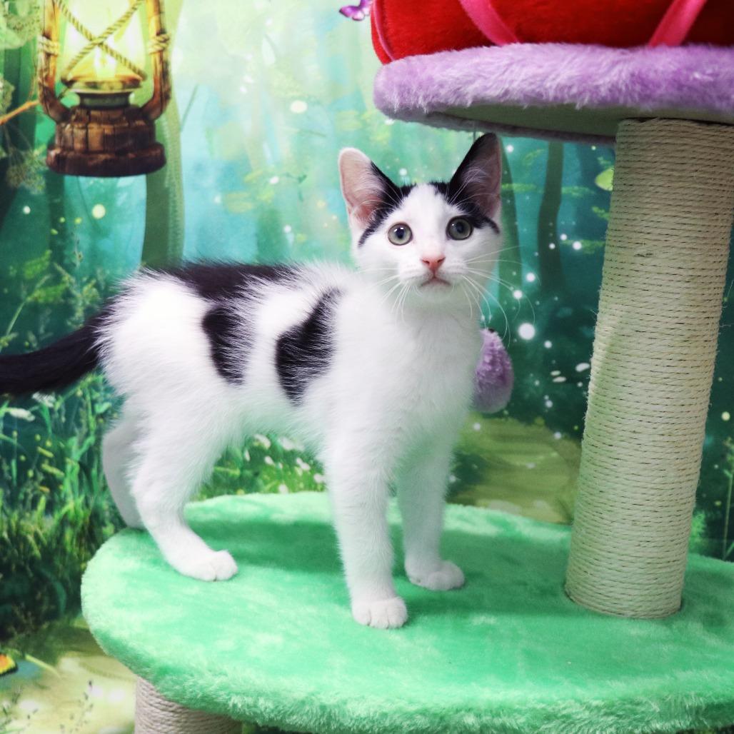 Enlarge Sunny, a Adoptable Domestic Short Hair in FAIRWAY, KS image 6/6