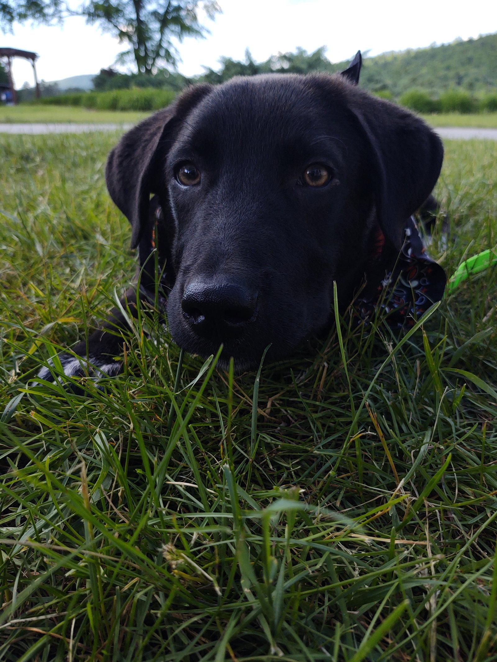 Rex, a Adoptable Labrador Retriever in Croydon, NH image 1/3