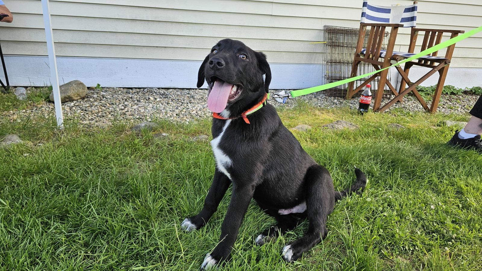 Rex, a Adoptable Labrador Retriever in Croydon, NH image 2/3