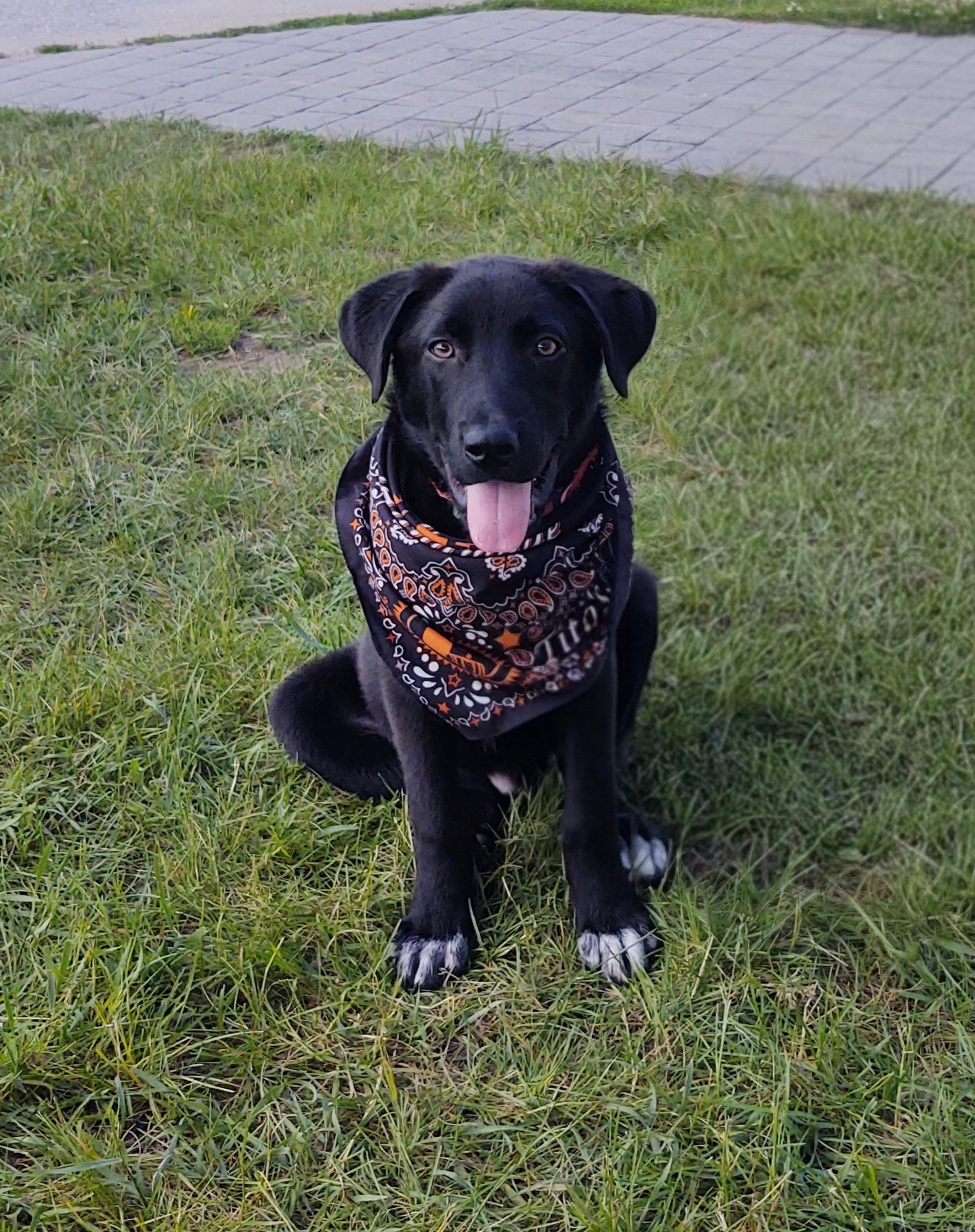 Rex, a Adoptable Labrador Retriever in Croydon, NH image 3/3