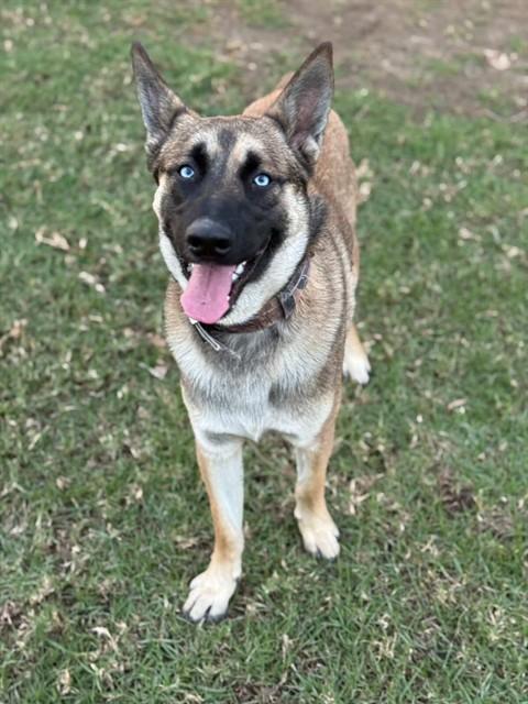 MURPHY, Adoptable, Adult Male Belgian Shepherd / Malinois & Siberian Husky.