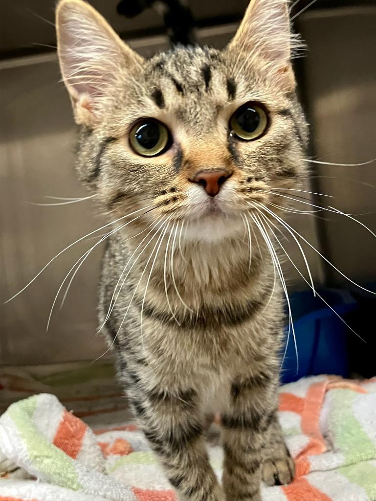 Schmooly thumbnail 2