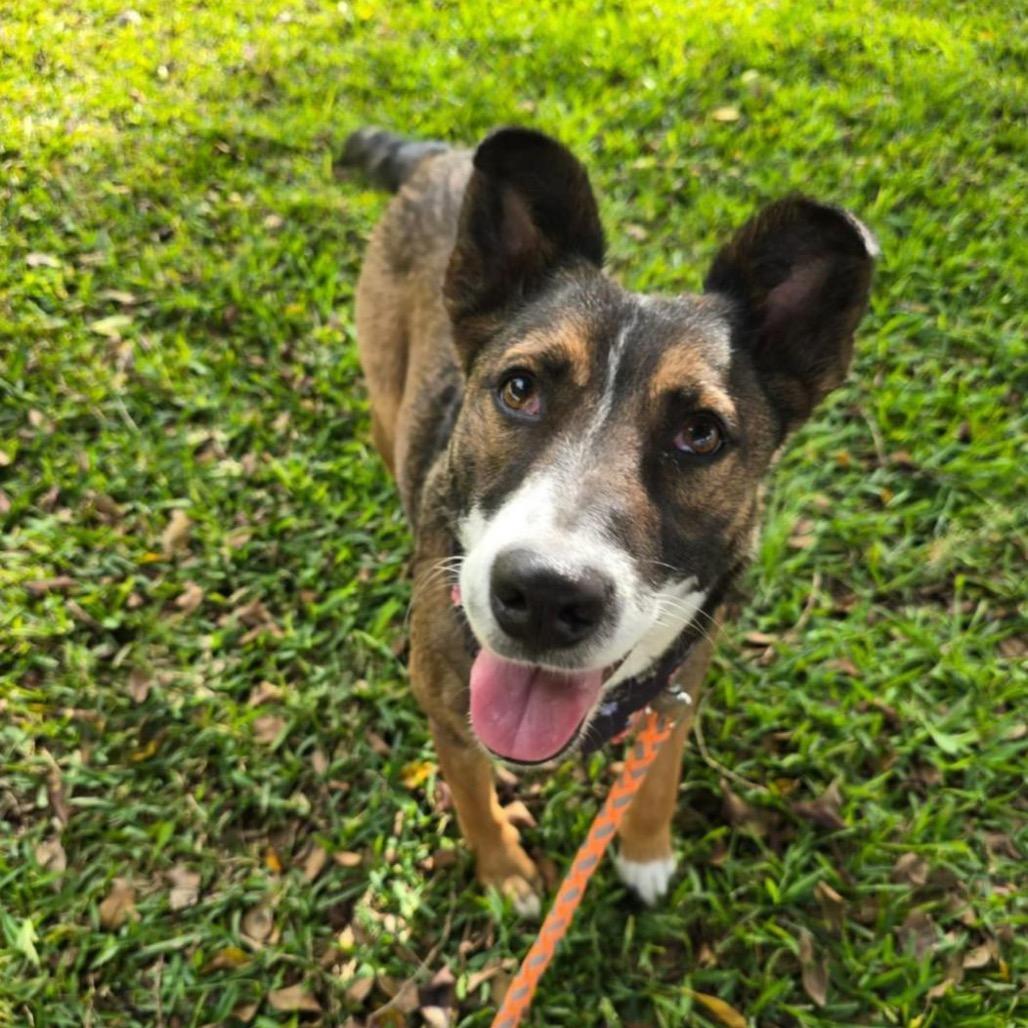 Estrella, Adoptable, Young Female Terrier.