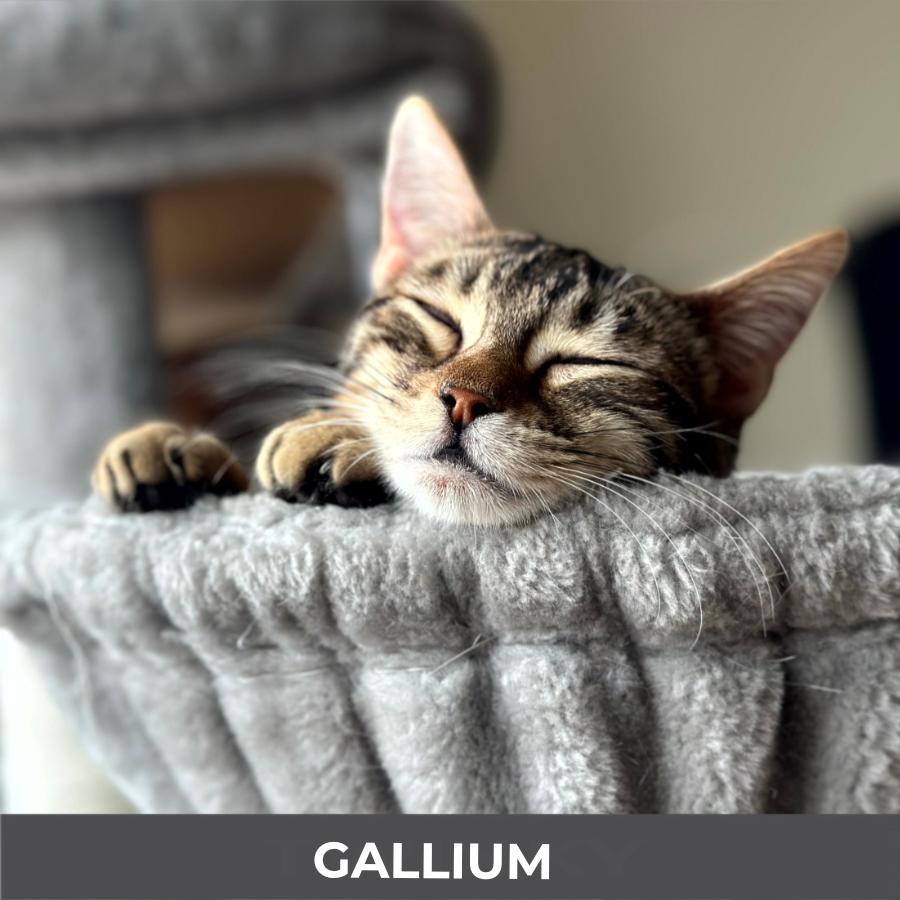 Enlarge Gallium, a ADOPTABLE Domestic Short Hair in Etobicoke, ON image 4/6