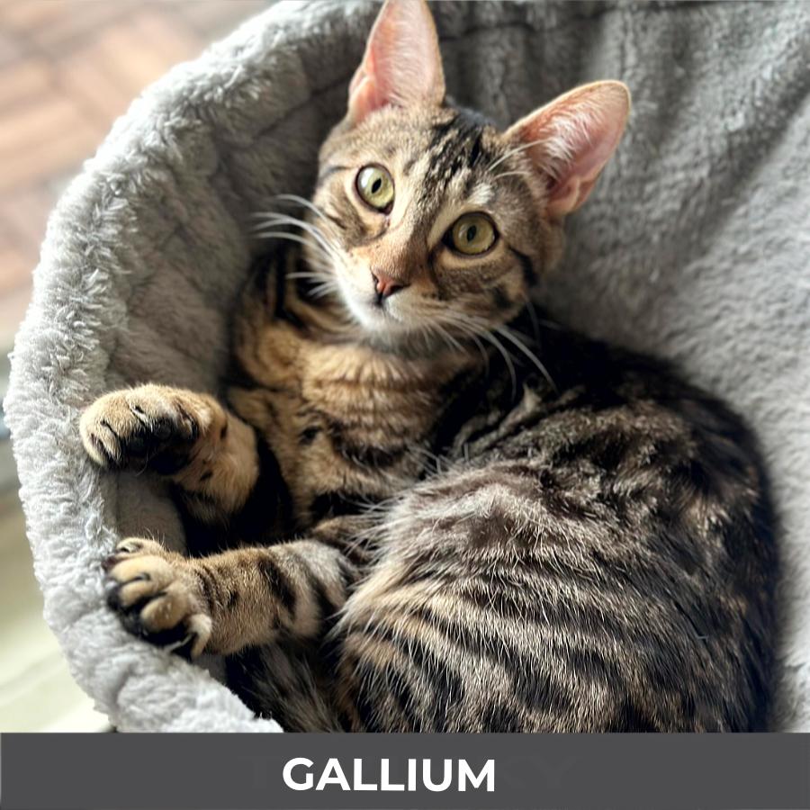 Enlarge Gallium, a ADOPTABLE Domestic Short Hair in Etobicoke, ON image 3/6