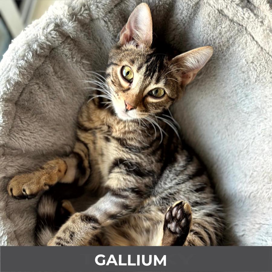 Enlarge Gallium, a ADOPTABLE Domestic Short Hair in Etobicoke, ON image 5/6