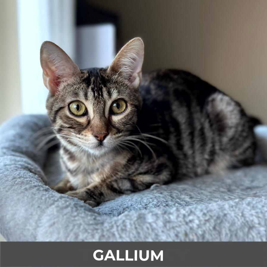 Enlarge Gallium, a ADOPTABLE Domestic Short Hair in Etobicoke, ON image 6/6