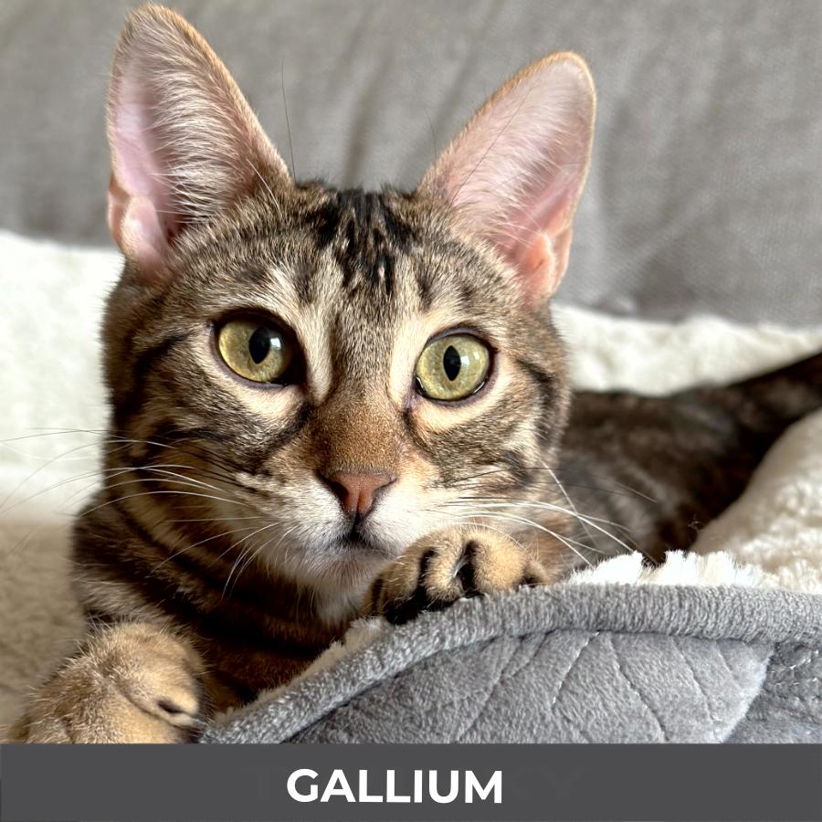 Enlarge Gallium, a ADOPTABLE Domestic Short Hair in Etobicoke, ON image 2/6