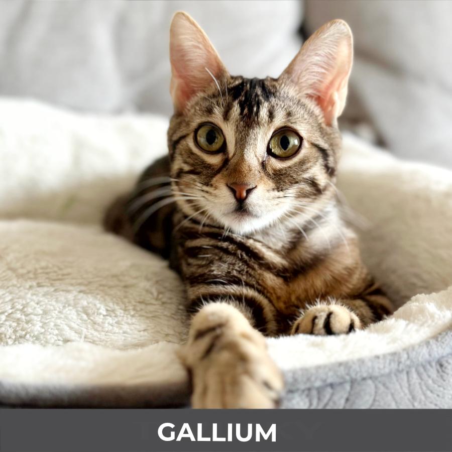 Gallium, ADOPTABLE, Young Male Domestic Short Hair.