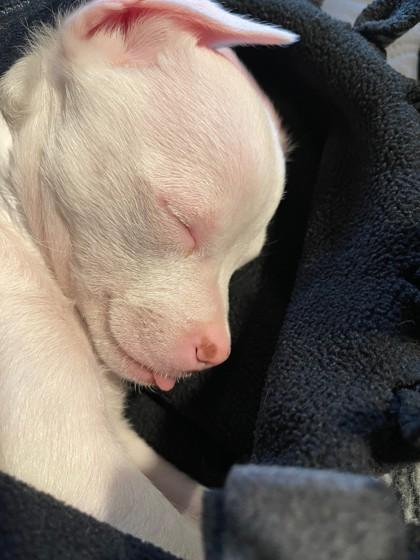 Enlarge White Snake, a Adoptable mixed breed in Pleasanton, CA image 1/3