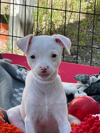Enlarge White Snake, a Adoptable mixed breed in Pleasanton, CA image 2/3