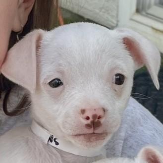 Enlarge White Snake, a Adoptable mixed breed in Pleasanton, CA image 3/3