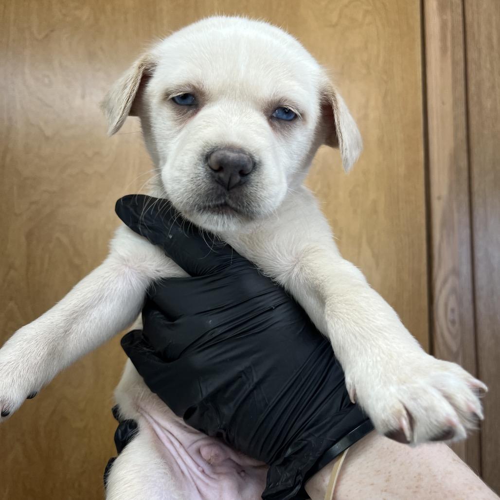 Stark D26-076, Adoptable, Puppy Male Beagle & Husky.