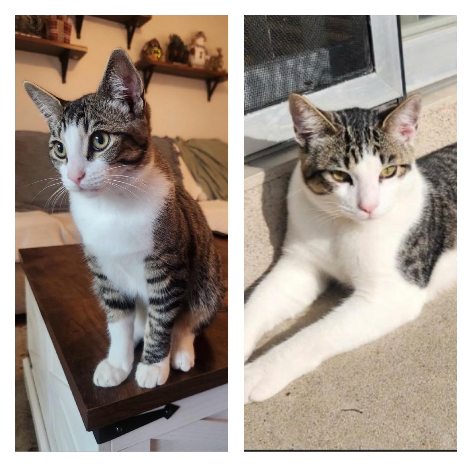 Luna and Handsome, a Adoptable Tabby in Huntington Beach, CA image 1/4