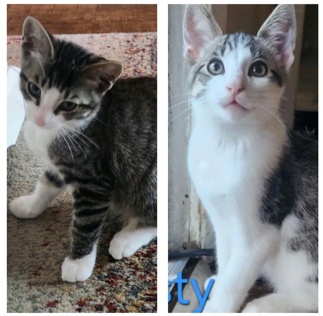 Luna and Handsome, a Adoptable Tabby in Huntington Beach, CA image 3/4