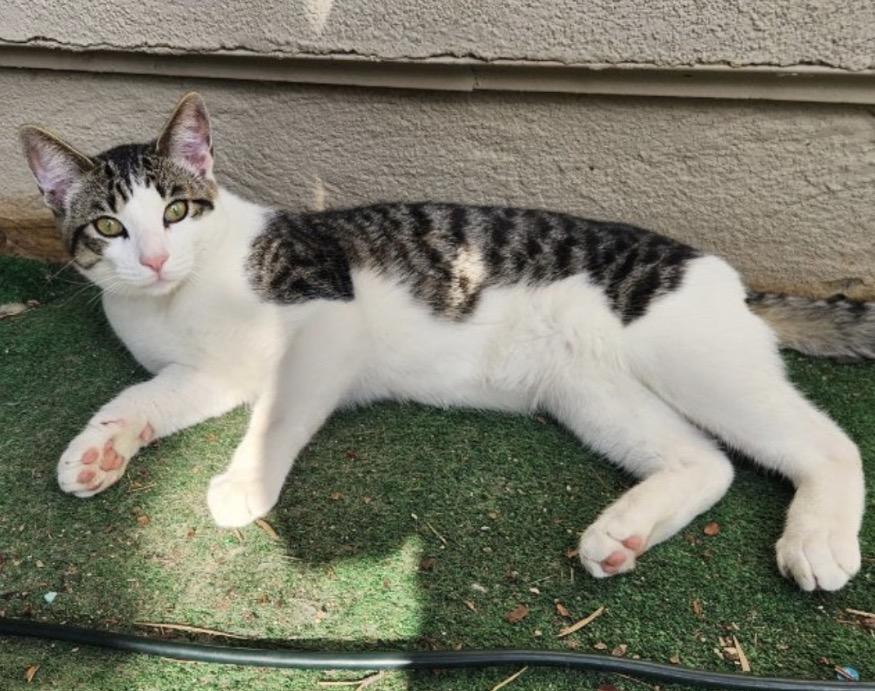 Luna and Handsome, a Adoptable Tabby in Huntington Beach, CA image 4/4