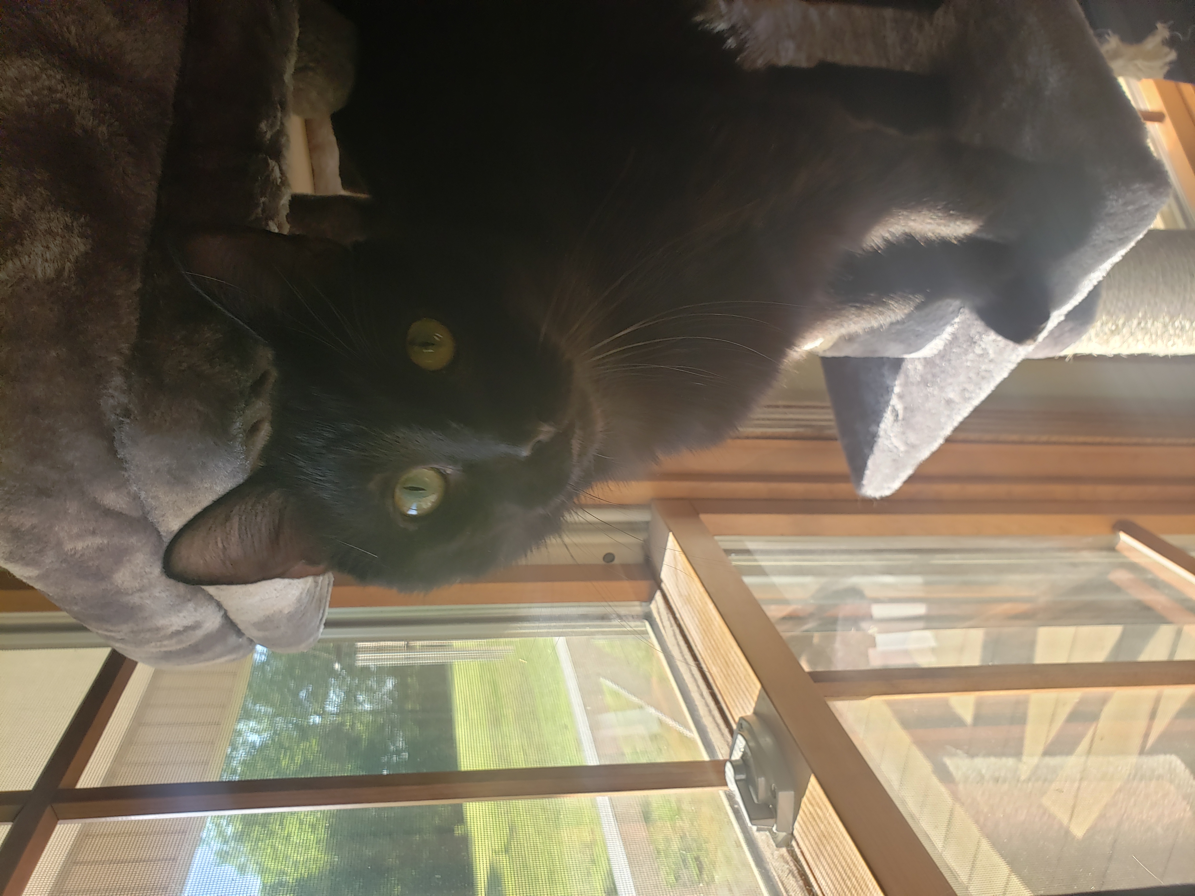 Midnight, a Adoptable Domestic Short Hair in Camden, TN image 3/4