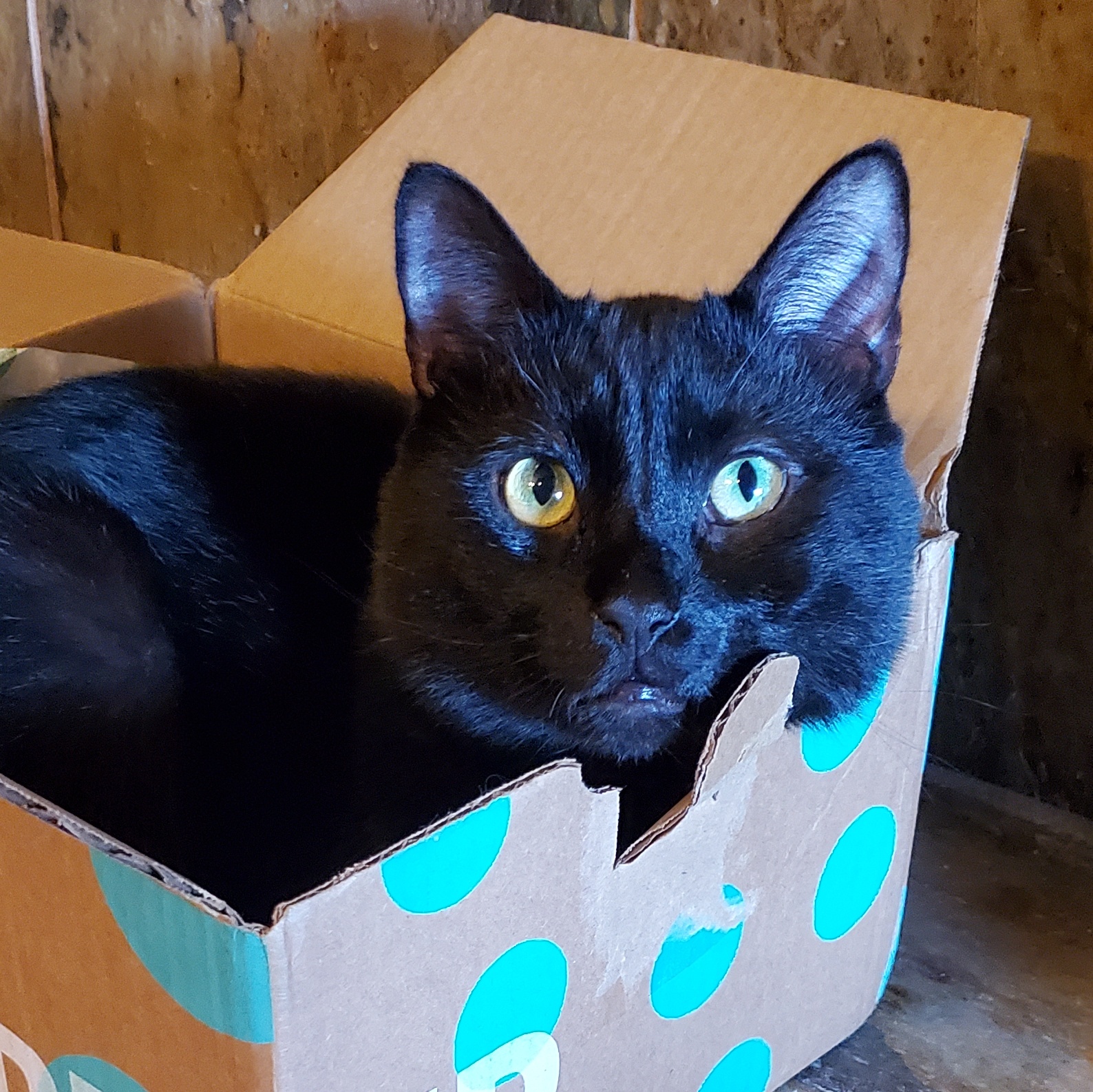 Midnight, Adoptable, Adult Male Domestic Short Hair.