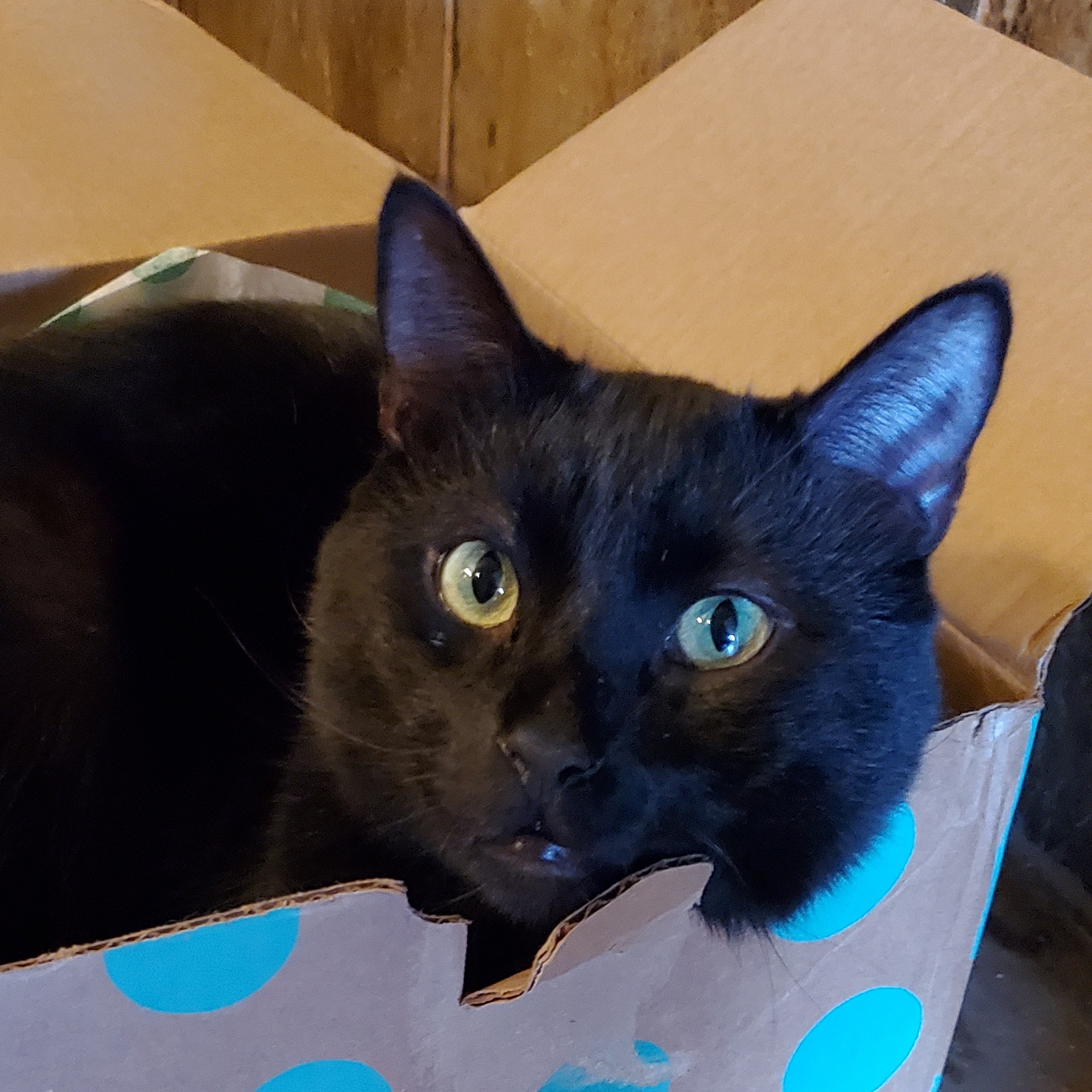 Midnight, a Adoptable Domestic Short Hair in Camden, TN image 2/4