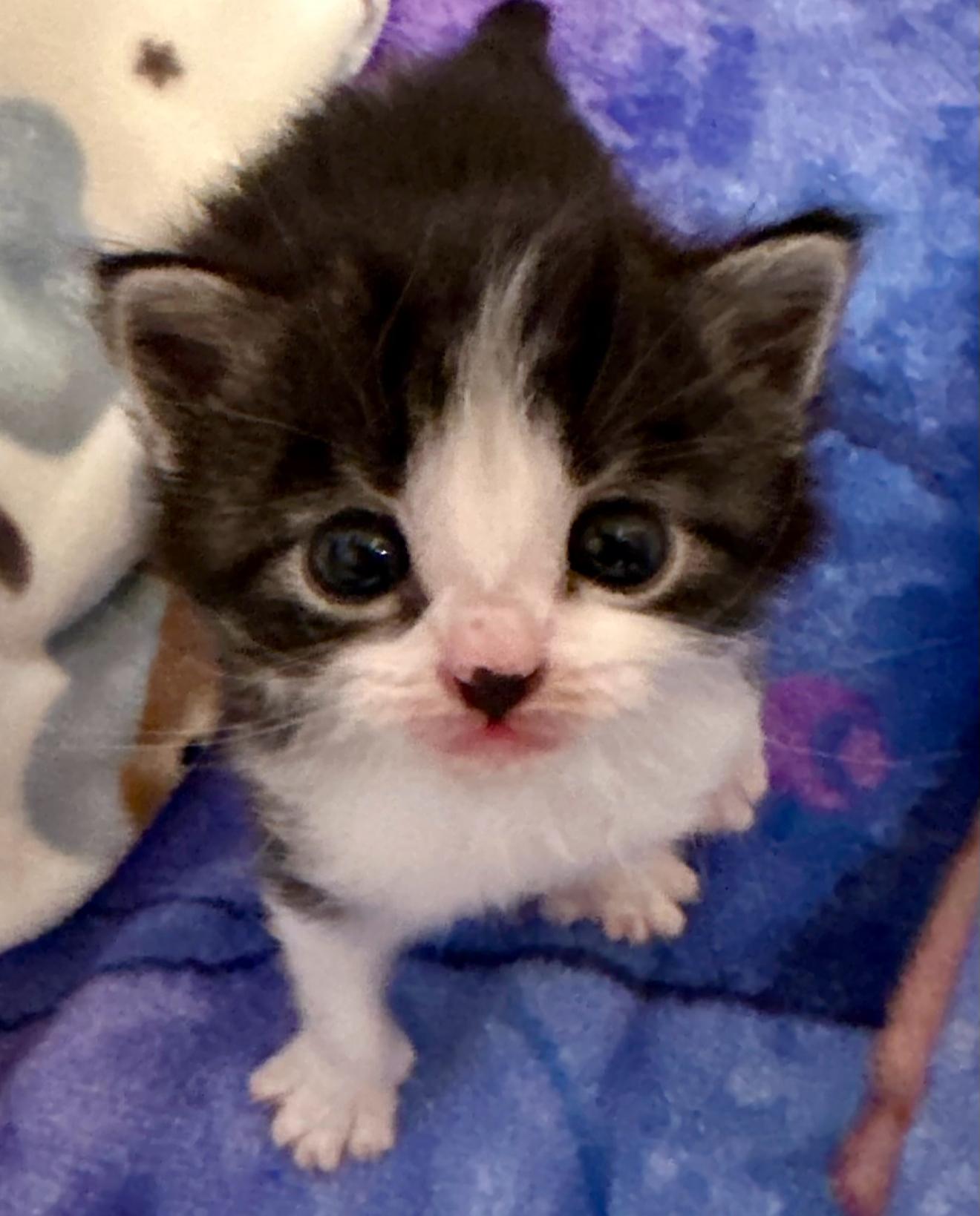 Enlarge Skooter, a Adoptable Domestic Short Hair in Houston, TX image 1/2