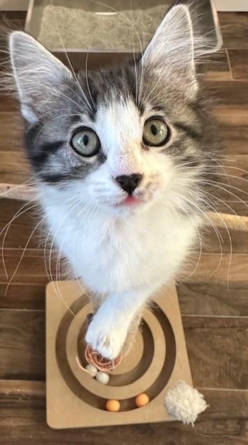 Enlarge Skooter, a Adoptable Domestic Short Hair in Houston, TX image 2/2