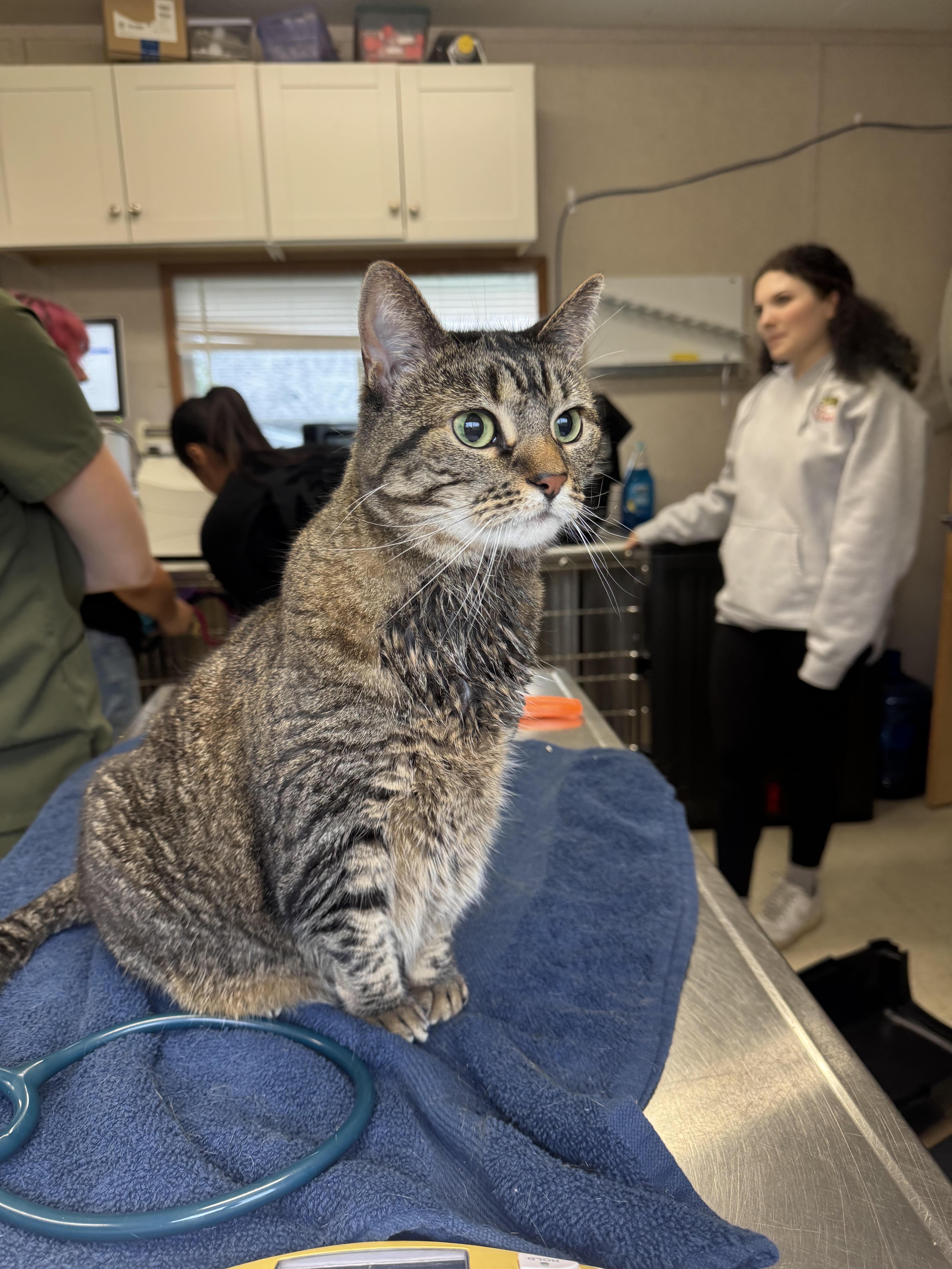 Enlarge Bella Poppy Porquita Diamond Marie, a Adopted mixed breed in Salem, NH image 2/3
