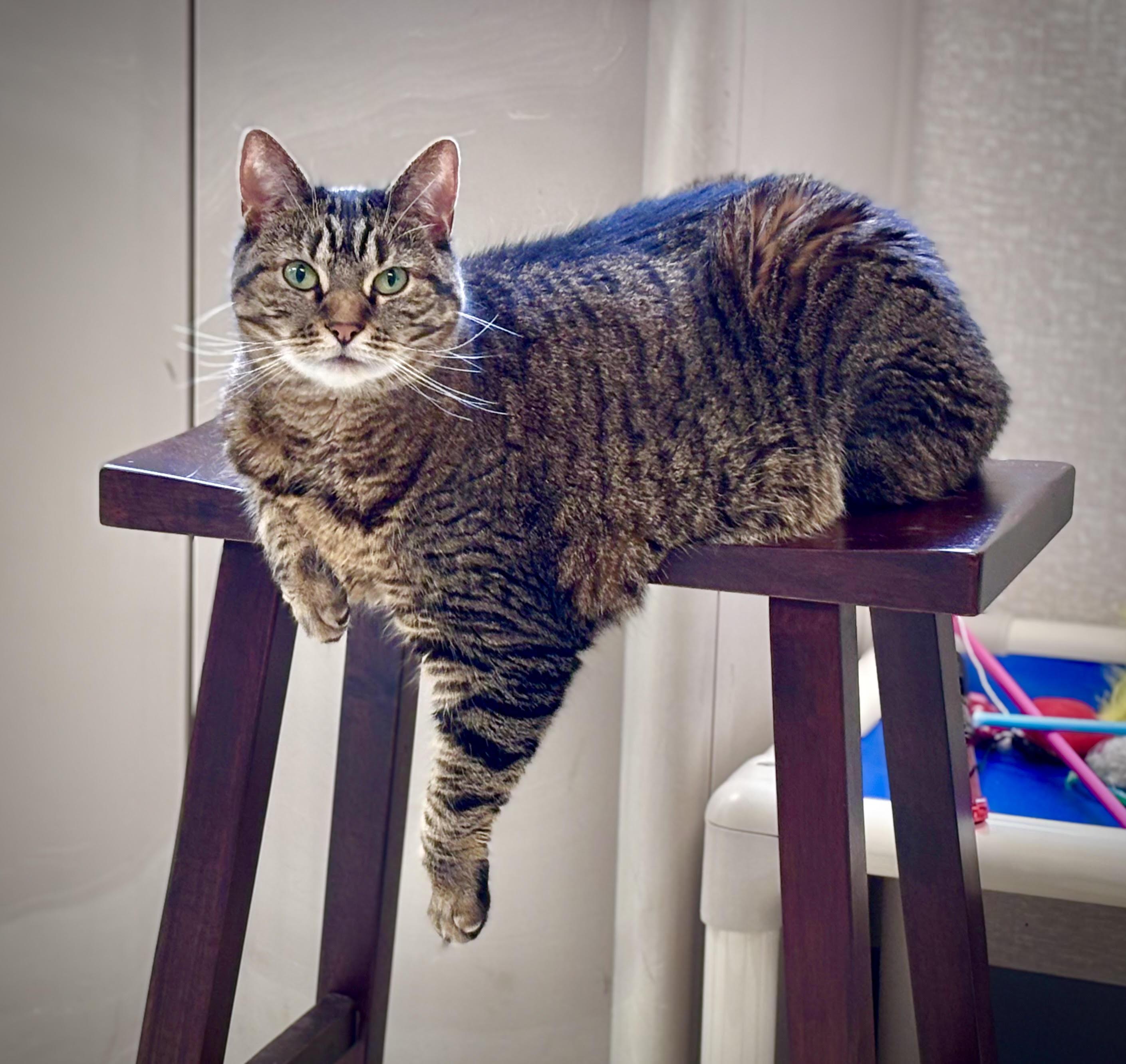 Enlarge Bella Poppy Porquita Diamond Marie, a Adopted mixed breed in Salem, NH image 1/3