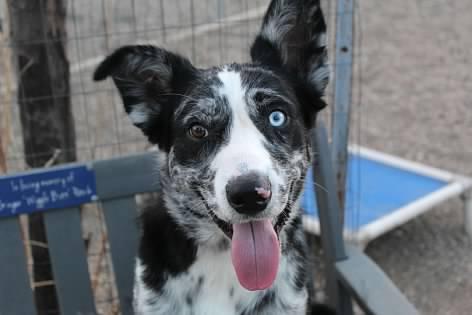 Rudy, an adoptable Australian Shepherd in Pierre, SD, 57501 | Photo Image 3