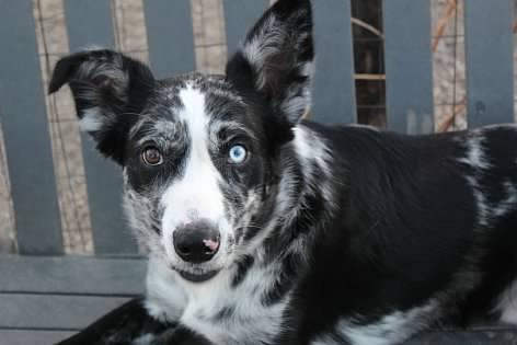Rudy, an adoptable Australian Shepherd in Pierre, SD, 57501 | Photo Image 2