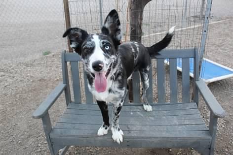 Rudy, an adoptable Australian Shepherd in Pierre, SD, 57501 | Photo Image 1