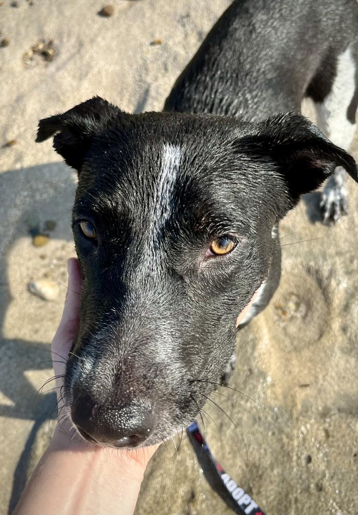 Dua, Adoptable, Adult Female Cattle Dog & Black Labrador Retriever.