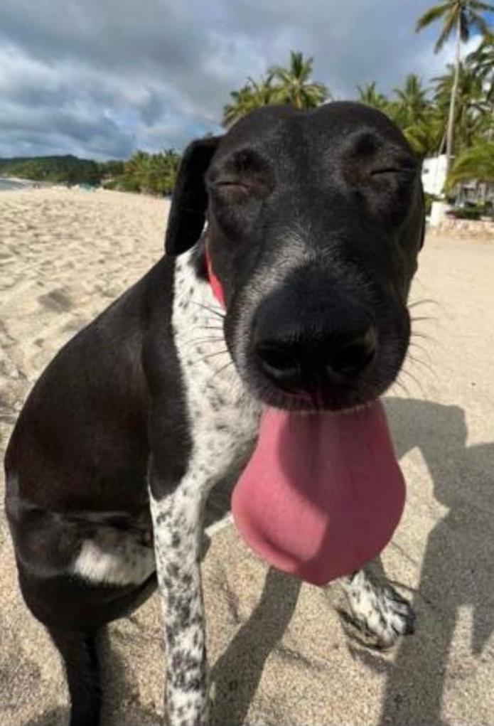 Enlarge Dua, a Adoptable mixed breed in Corral del Risco, NAY image 5/5