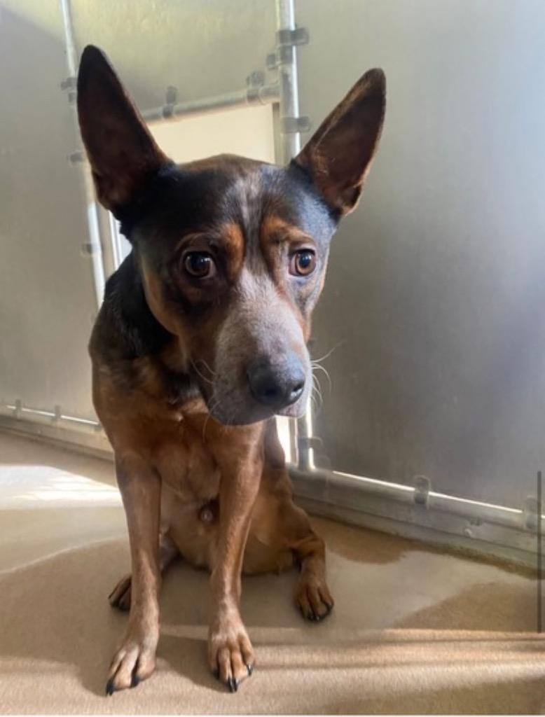 Camilo, Adoptable, Adult Male Cattle Dog & Mixed Breed.