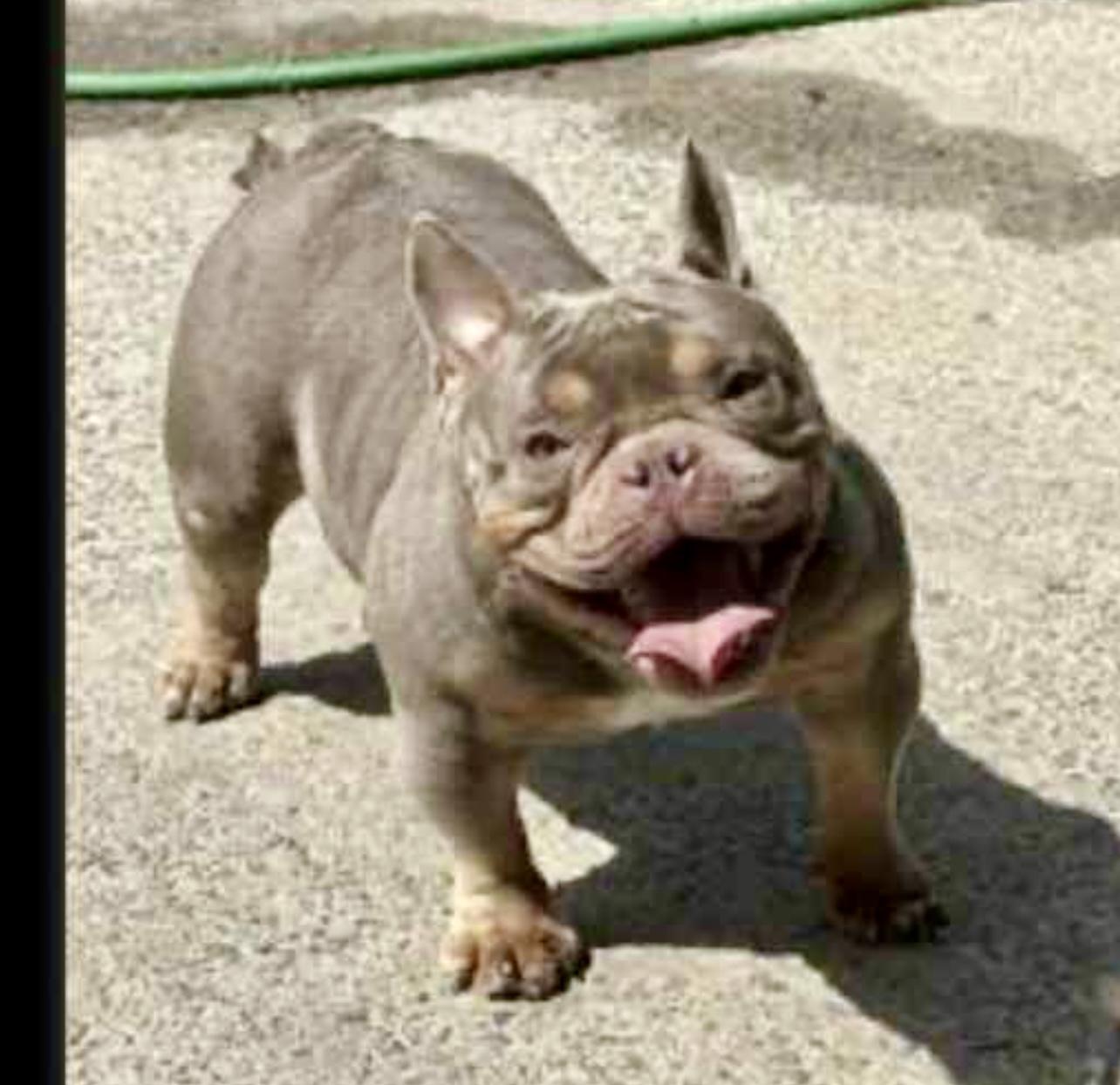 Farrah, ADOPTABLE, Young Female English Bulldog.