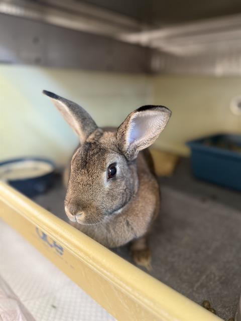 Enlarge BUTTERCUP, a Adoptable Bunny Rabbit in West Valley City, UT image 1/1