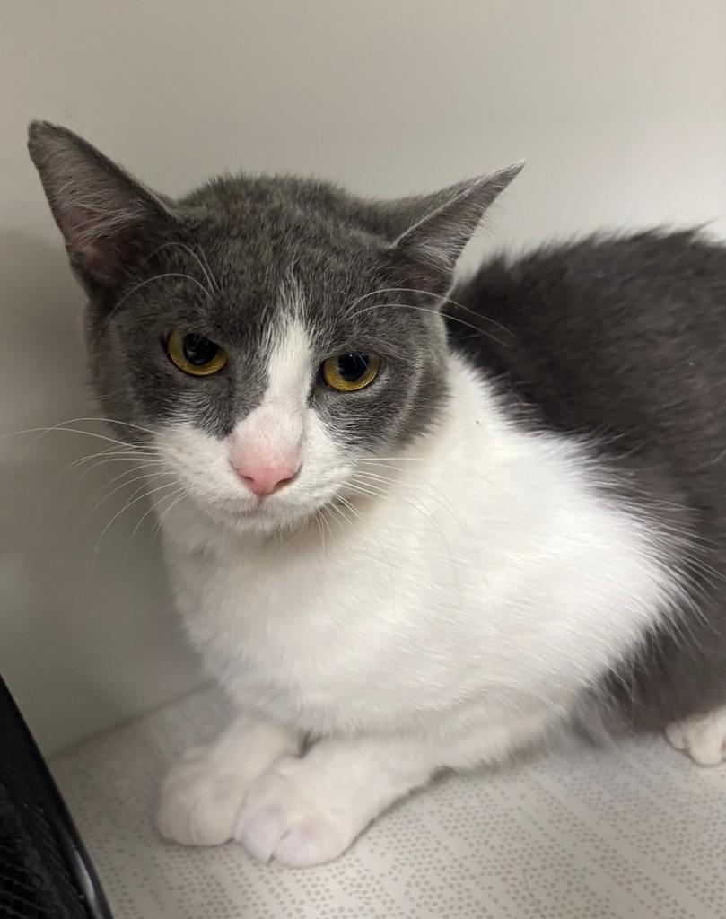 Kitt, Adoptable, Adult Female Domestic Short Hair.