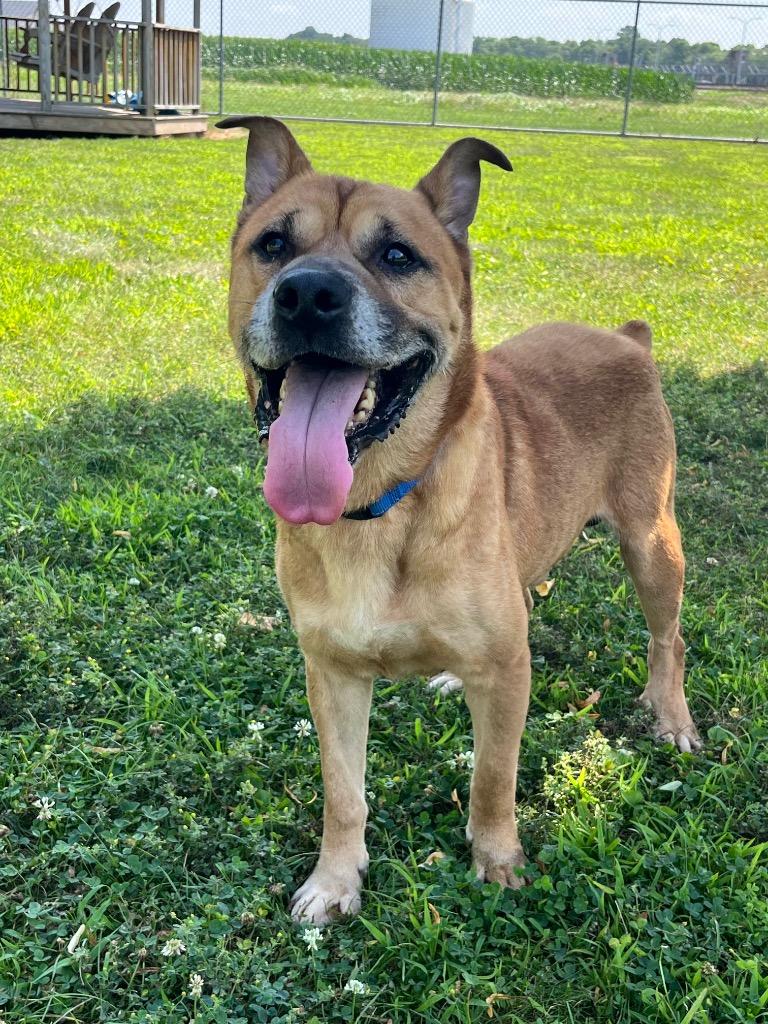 Molasses, Adopted, Adult Male Pit Bull Terrier.