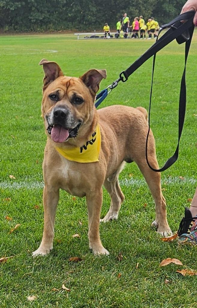 Enlarge Molasses, a Adopted Pit Bull Terrier in Huntington, IN image 2/3