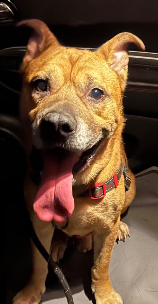 Enlarge Molasses, a Adopted Pit Bull Terrier in Huntington, IN image 3/3