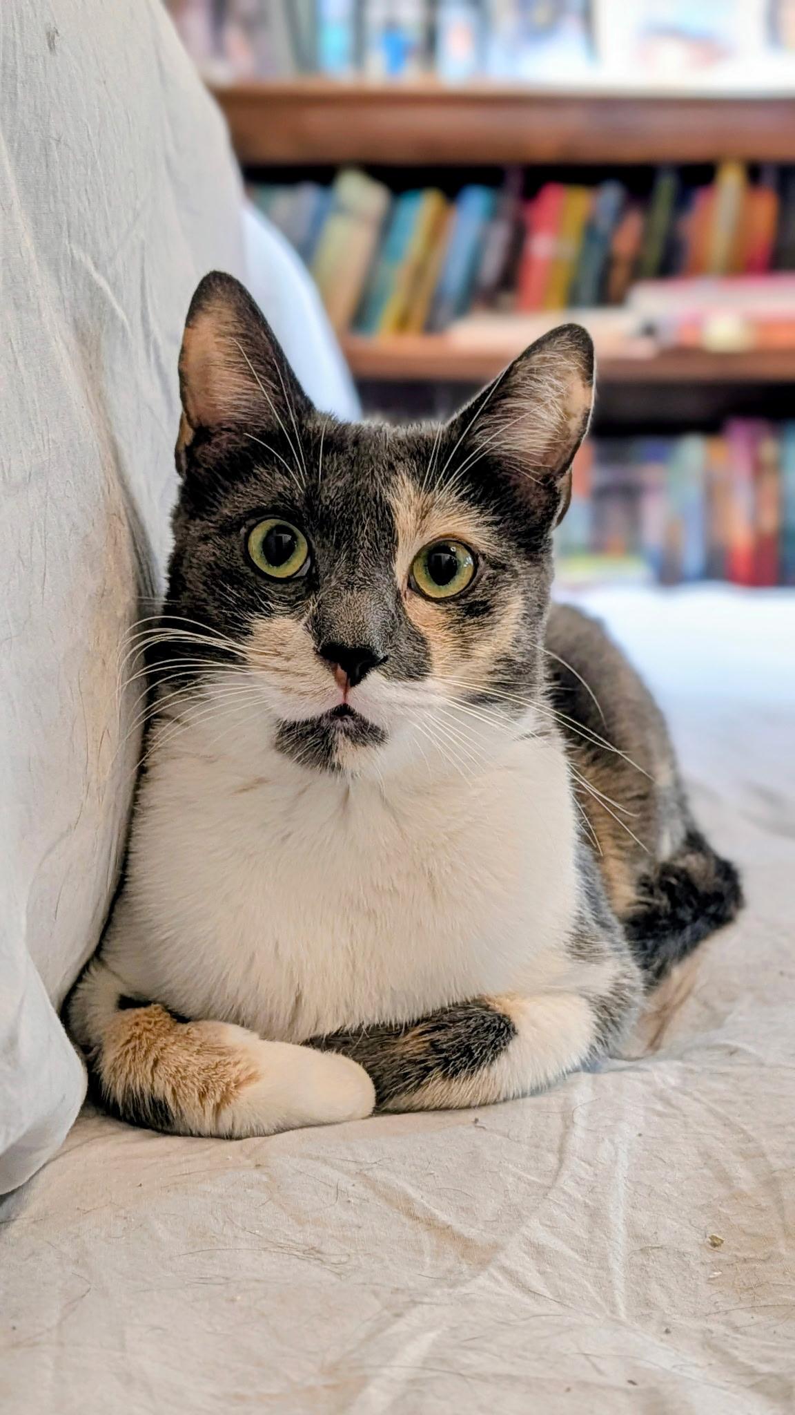 Enlarge Bunny, a ADOPTABLE Domestic Short Hair in Irvine, CA image 2/5